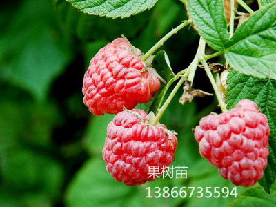 秋福红树莓