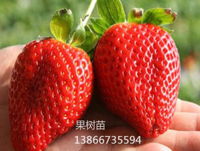 日本金莓草莓